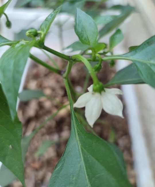 辣椒开花坐果期如何施肥？科学追肥与养护全攻略