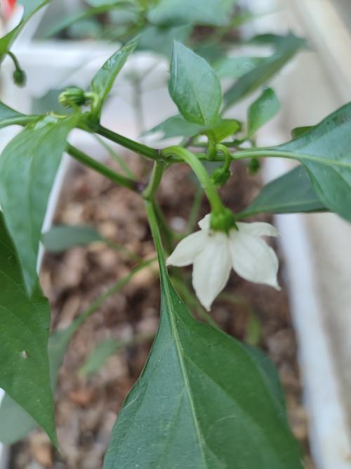 辣椒开花坐果期如何施肥?科学追肥与养护全攻略 辣椒开花坐果期如何施肥?科学追肥与养护全攻略