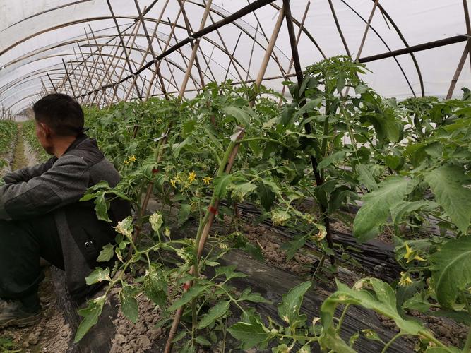 番茄苗需要掐头吗?一文讲清摘心的利弊与正确操作 结语