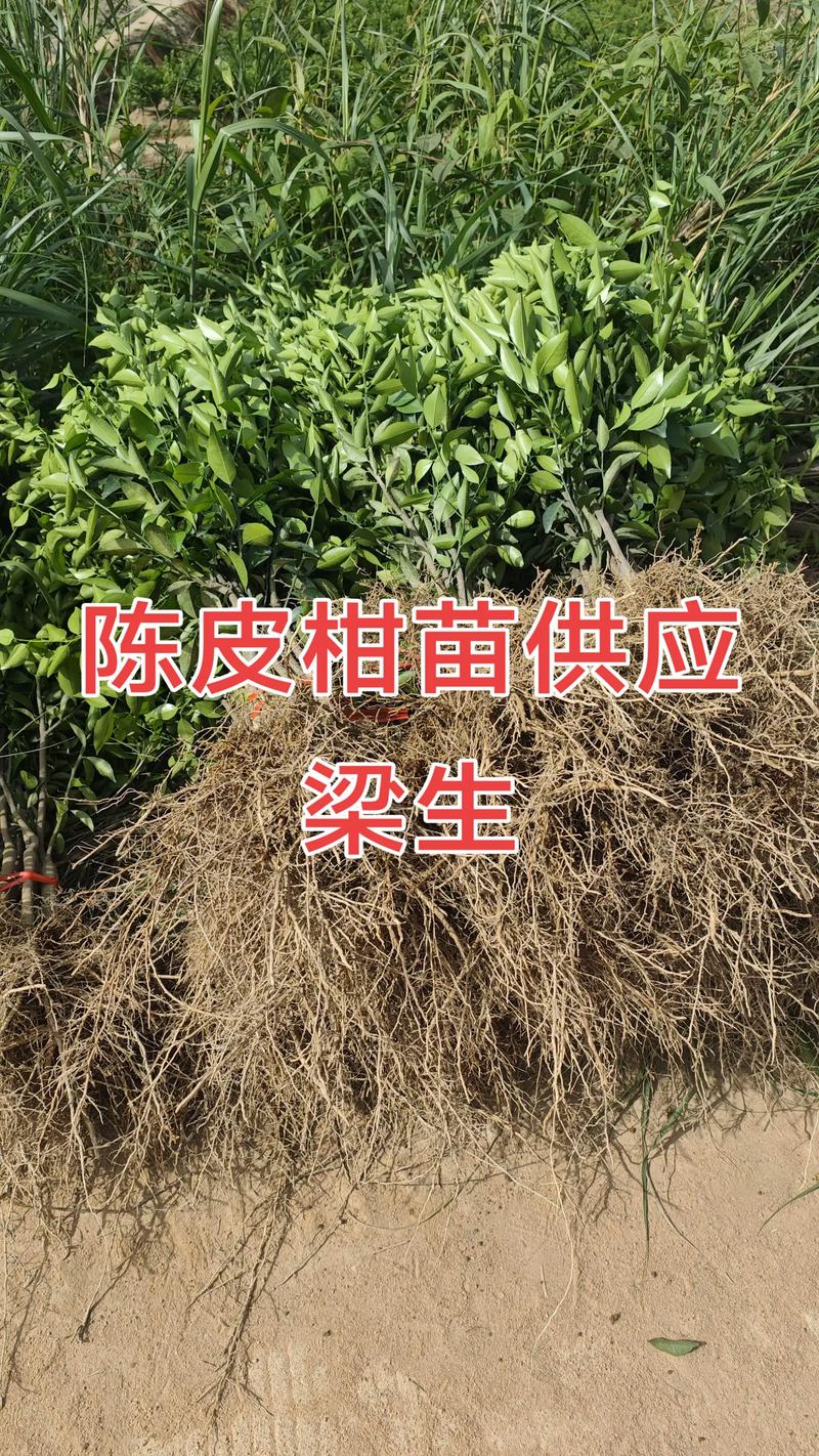柑橘苗批发多少钱一棵?2025年最新价格区间与影响因素解析 规格:决定价格的第一要素