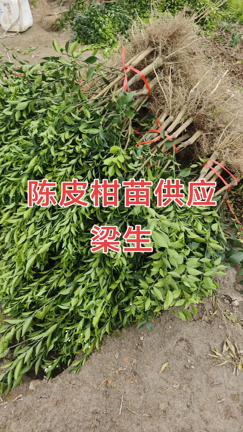 柑橘苗批发多少钱一棵?2025年最新价格区间与影响因素解析 产地:区域差价可达30%