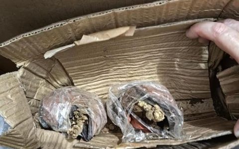 花卉种子采购渠道科学评估指南——如何避开假种子与劣质渠道