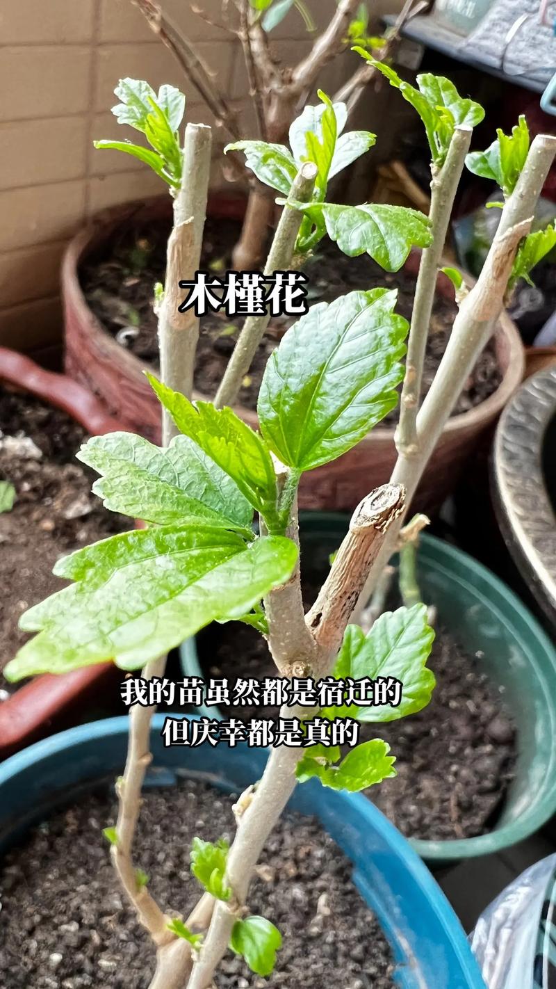 花卉种子采购渠道科学评估指南——如何避开假种子与劣质渠道 二、品种真实性核查:拒绝“看图猜种”