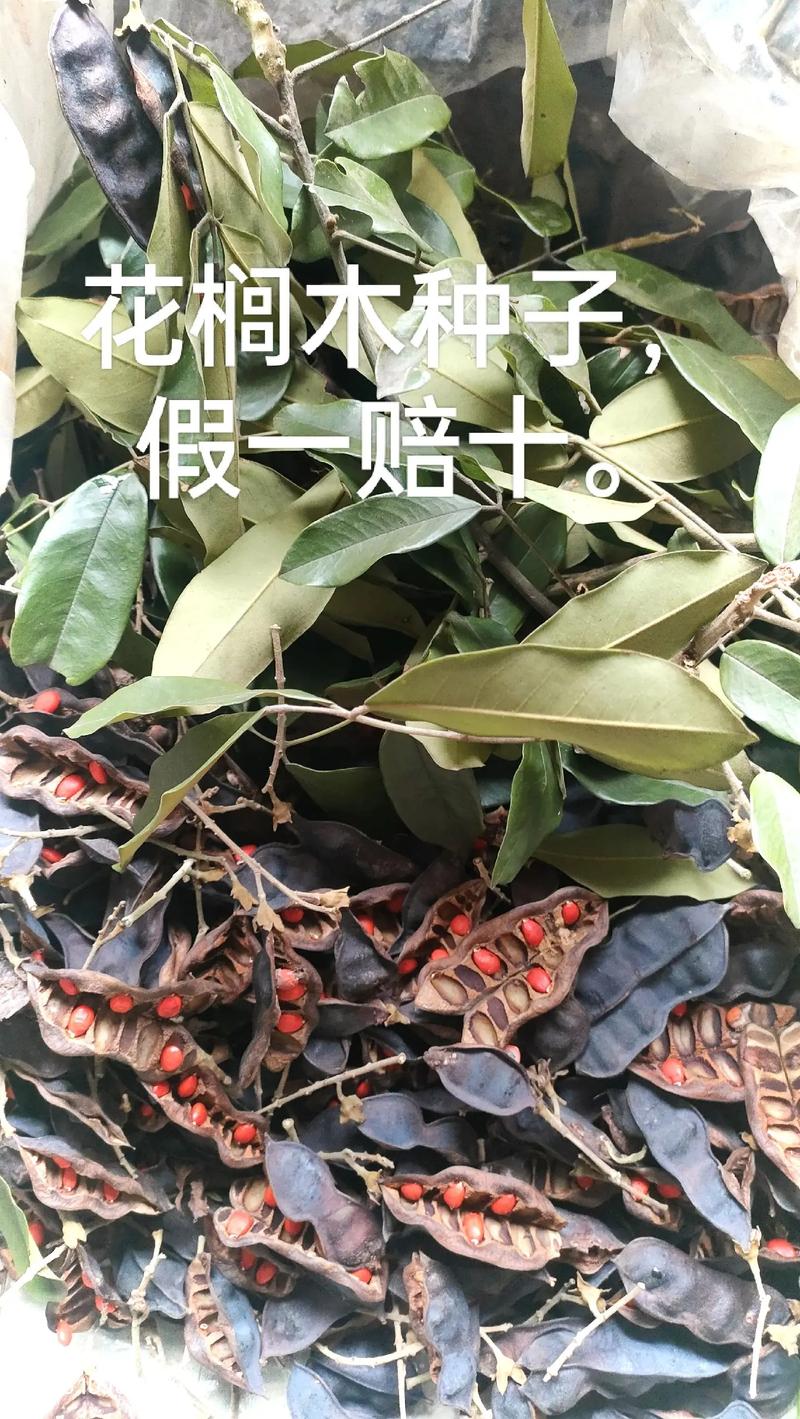 花卉种子采购渠道科学评估指南——如何避开假种子与劣质渠道 四、检疫与物流合规性