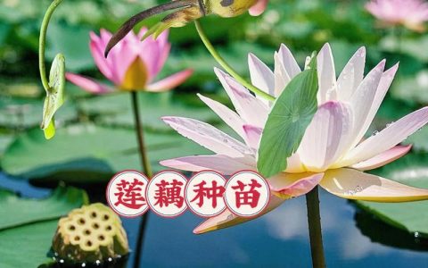 荷花的根茎是藕吗？一文看懂莲藕结构与种藕栽种方法