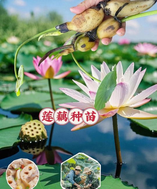 荷花的根茎是藕吗？一文看懂莲藕结构与种藕栽种方法
