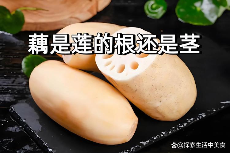 荷花的根茎是藕吗?一文看懂莲藕结构与种藕栽种方法 种藕选择标准:学会看“三芽一节”