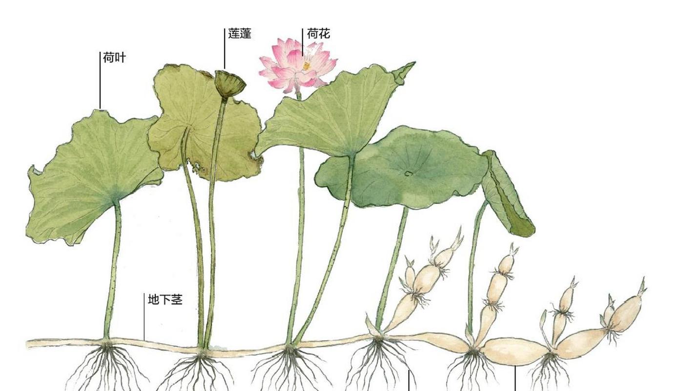 荷花的根茎是藕吗?一文看懂莲藕结构与种藕栽种方法 常见错误:栽藕易踩的四个坑