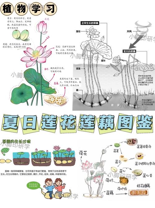 荷花的根茎是藕吗?一文看懂莲藕结构与种藕栽种方法 推荐搭配与场景应用