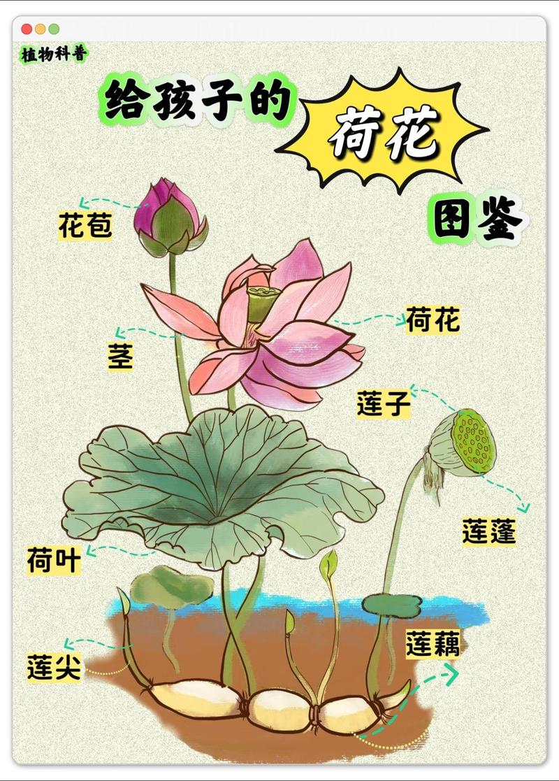 荷花的根茎是藕吗?一文看懂莲藕结构与种藕栽种方法 FAQ:关于藕与荷花的常见疑问