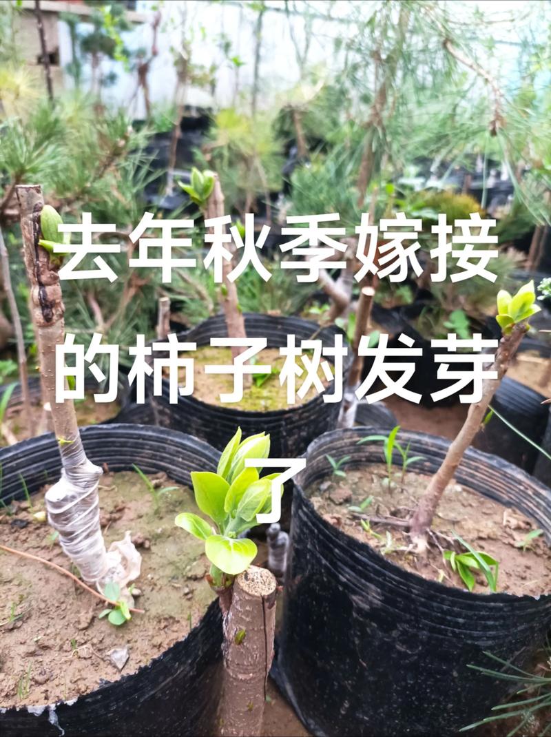 柿子树不嫁接可以吗?——实生苗与嫁接苗的全方位对比 采购柿树苗严格遵循“看嫁接口、看根系、看苗龄”三重标准