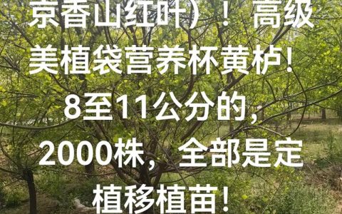 黄栌树多少钱一棵？2024年最新价格参考与影响因素分析