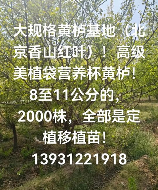 黄栌树多少钱一棵？2024年最新价格参考与影响因素分析
