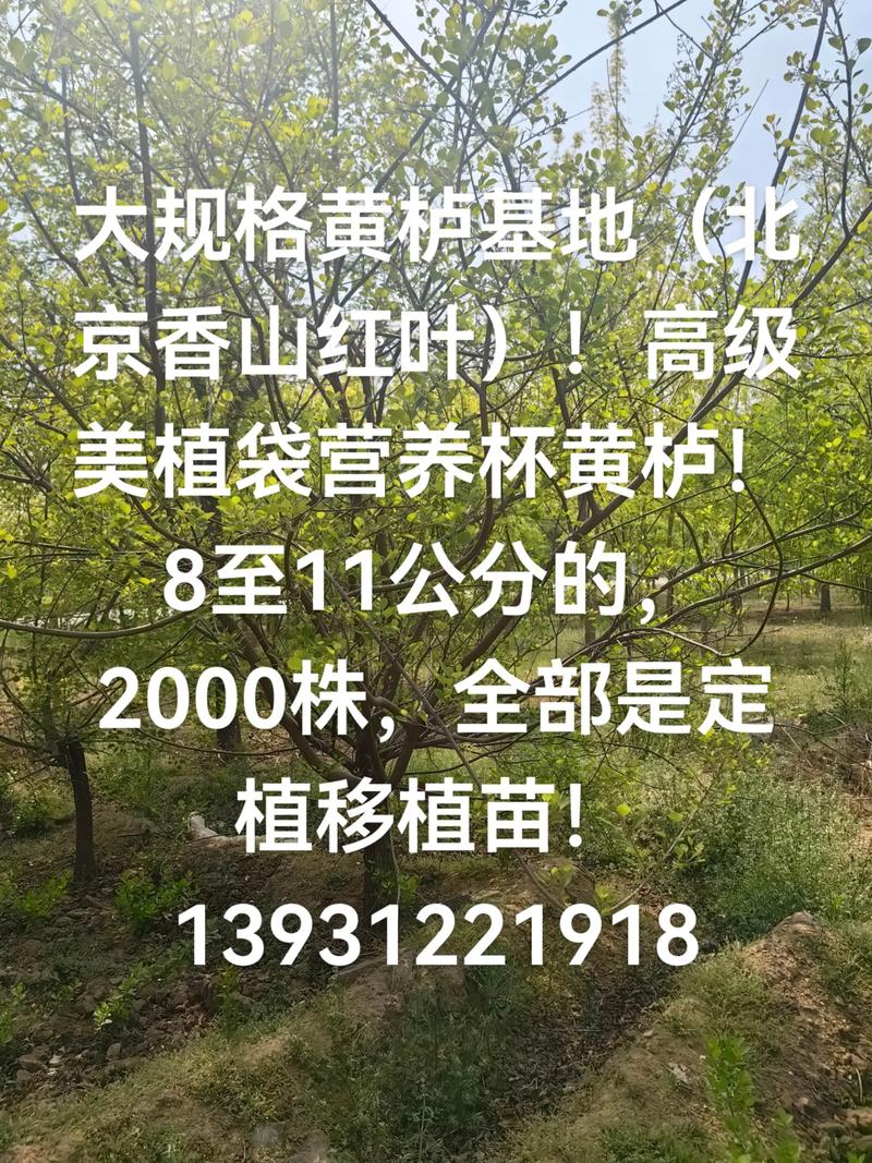 黄栌树价格快速参考