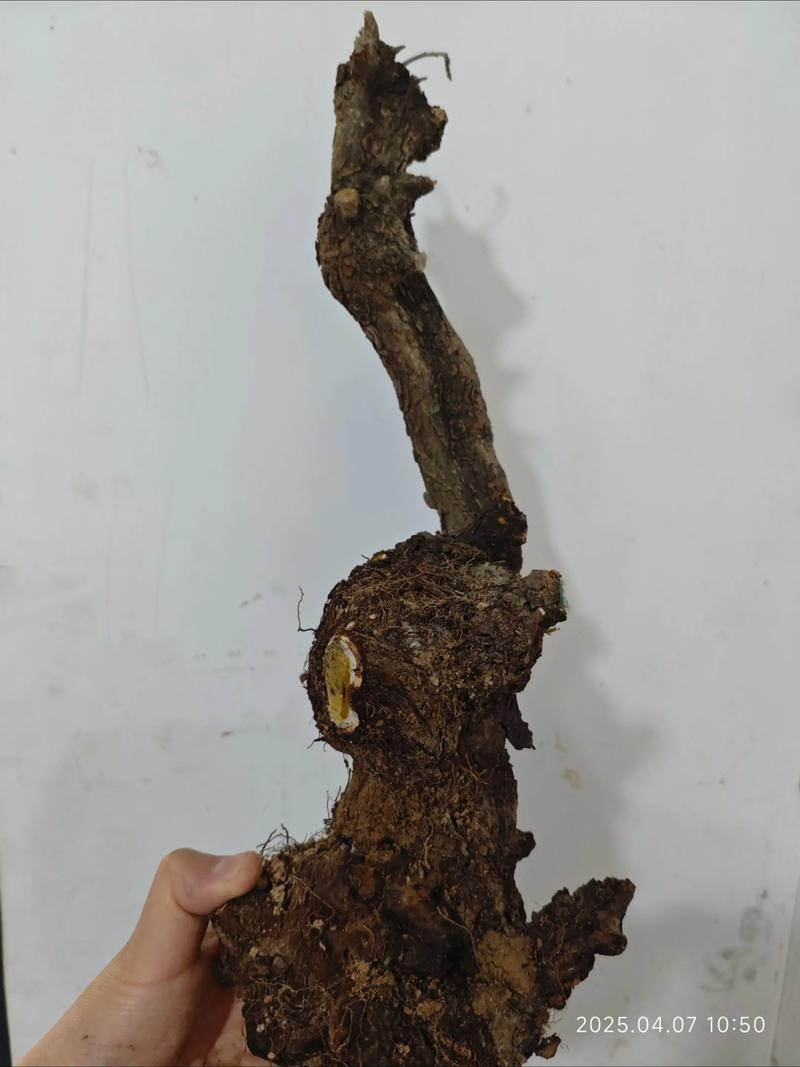 规格：地径与高度是定价核心