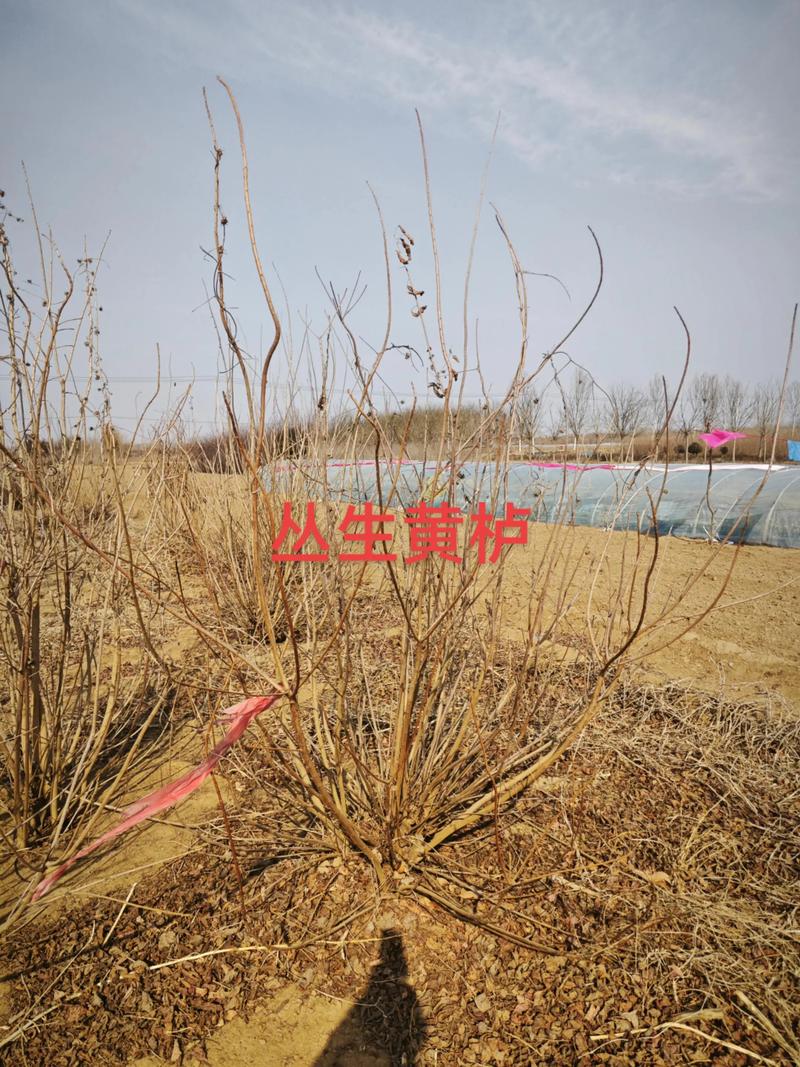 产地：区域差价幅度可达15%–25%