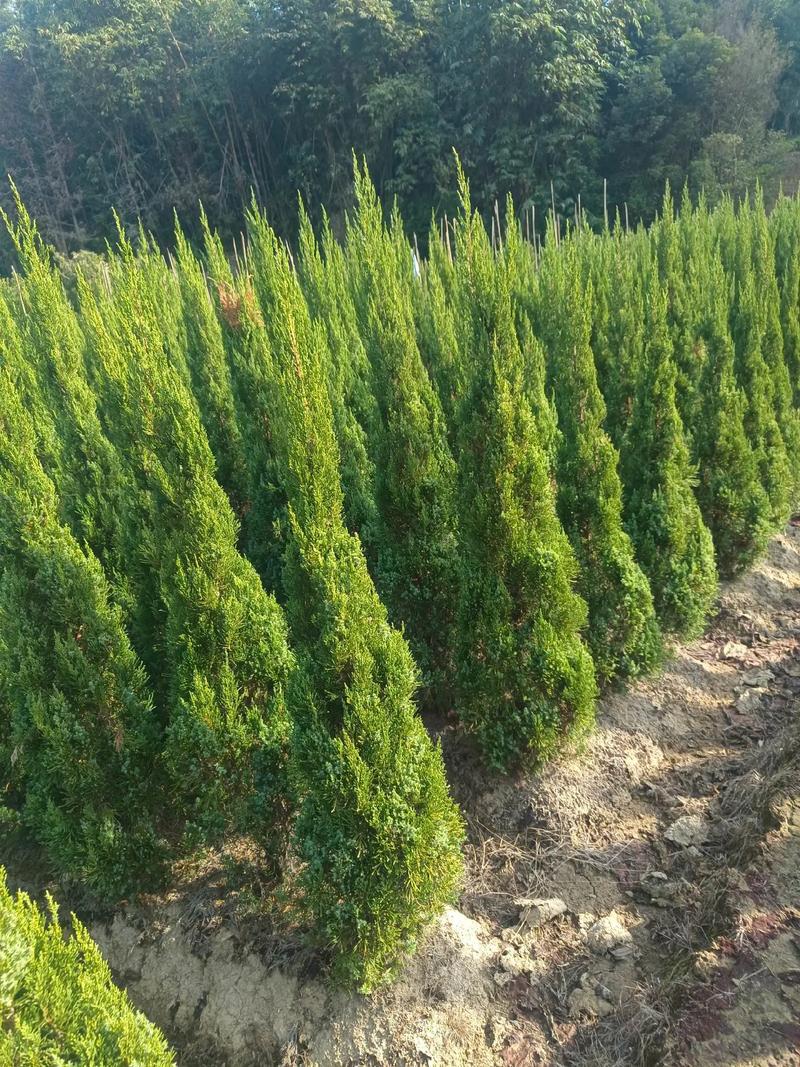 塔柏树苗采购渠道全解析:科学评估与供应商筛选指南 综合评估与供应商筛选结论