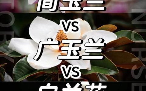 广玉兰与白玉兰的区别：从落叶到常绿的园林辨识指南
