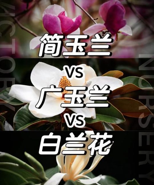 广玉兰与白玉兰的区别：从落叶到常绿的园林辨识指南