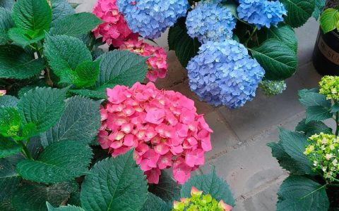 洋绣球花适合家里养吗
