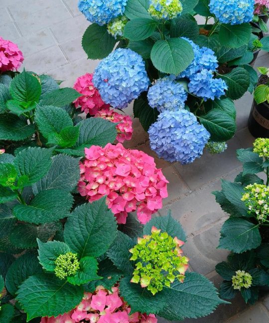 洋绣球花适合家里养吗