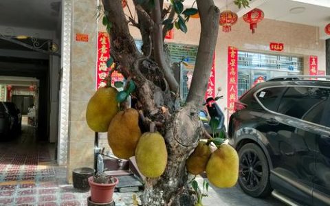 菠萝蜜树长什么样子？带你认识这种桑科常绿大乔木
