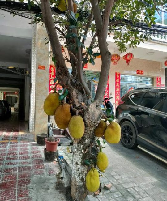 菠萝蜜树长什么样子？带你认识这种桑科常绿大乔木