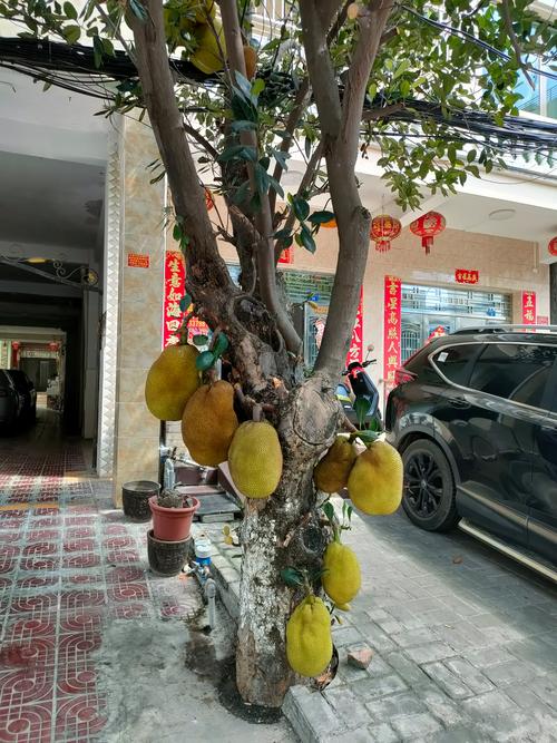 菠萝蜜树长什么样子?带你认识这种桑科常绿大乔木 菠萝蜜树长什么样子?带你认识这种桑科常绿大乔木