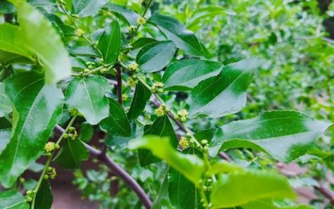 枣树只开花不结果？5大原因及促花促果解决方案