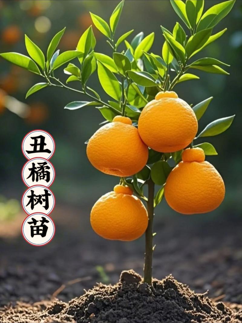 丑柑苗多少钱一棵?2025年最新价格参考与影响因素全解析 规格与价格的关系