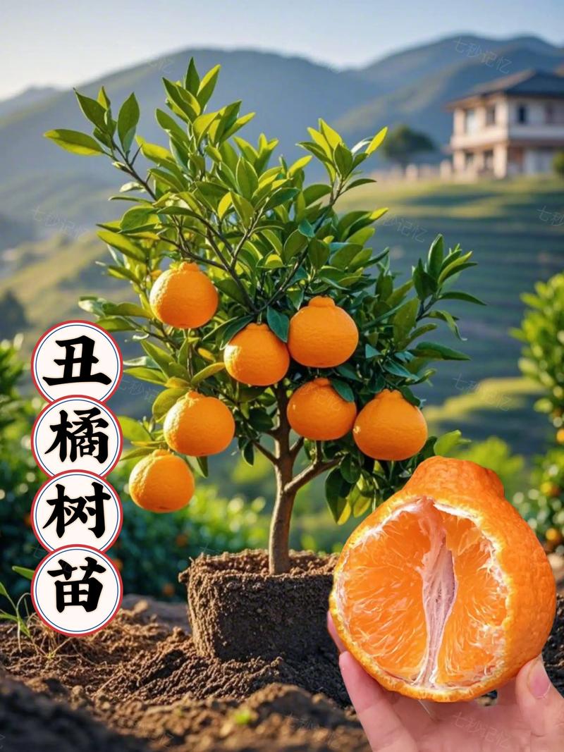 丑柑苗多少钱一棵?2025年最新价格参考与影响因素全解析 价格影响因素汇总表