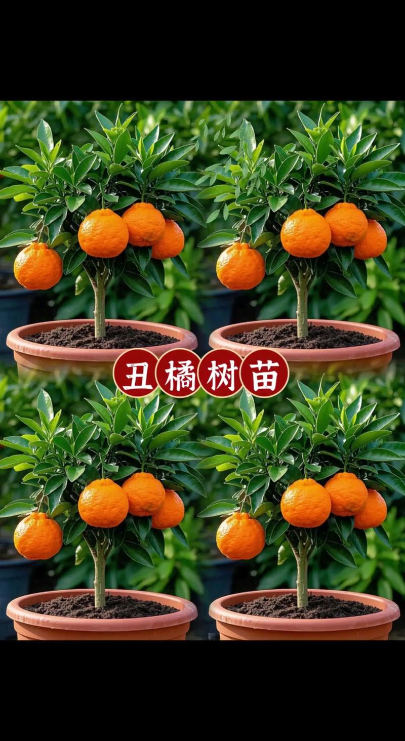丑柑苗多少钱一棵?2025年最新价格参考与影响因素全解析 个性化报价咨询指南