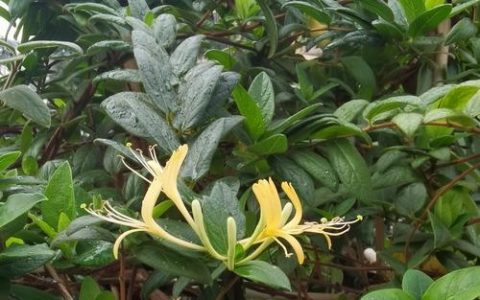 金银花百科：忍冬科忍冬属的药用藤本植物