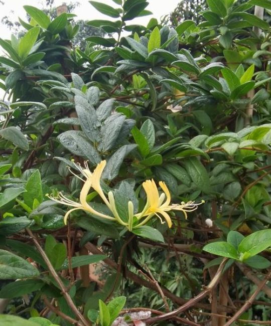 金银花百科：忍冬科忍冬属的药用藤本植物