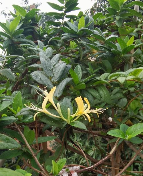 金银花百科:忍冬科忍冬属的药用藤本植物 金银花百科:忍冬科忍冬属的药用藤本植物