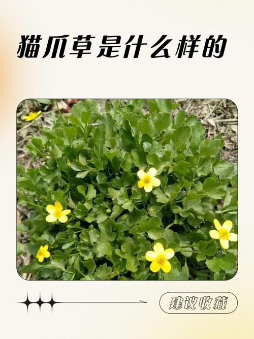 综合评估与试单建议