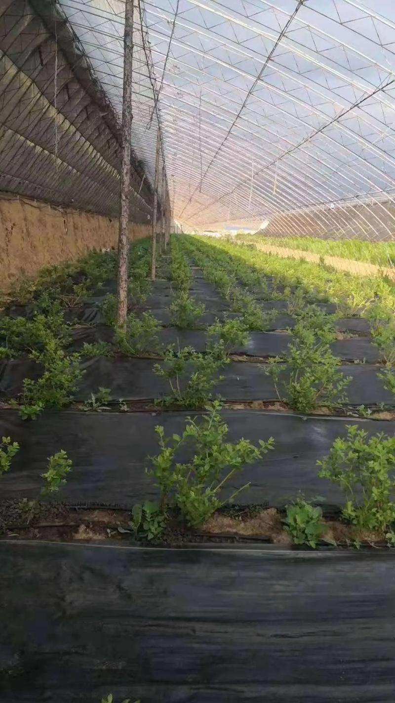 防草布哪里卖?先看渠道,再看规格 三、采购前必须问清的5个问题