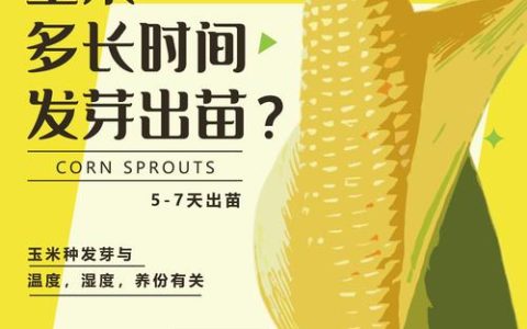 玉米出苗后多久能施肥？掌握这几个关键时间点，产量翻倍