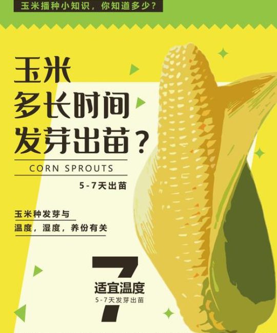 玉米出苗后多久能施肥？掌握这几个关键时间点，产量翻倍
