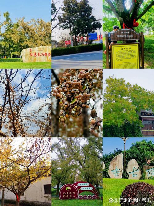银杏树种哪里最合适?庭院、行道树与景观林的最佳选址与栽种指南 全冠移栽技术详解:落叶后移栽成活率可达95%以上