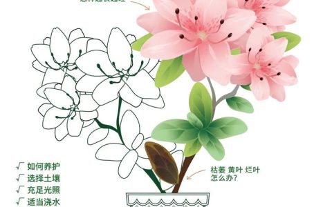 杜鹃花夏季养护全攻略：避暑保叶、预防病害，让植株安全度夏