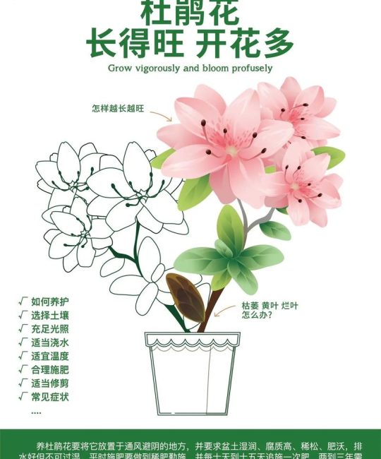 杜鹃花夏季养护全攻略：避暑保叶、预防病害，让植株安全度夏