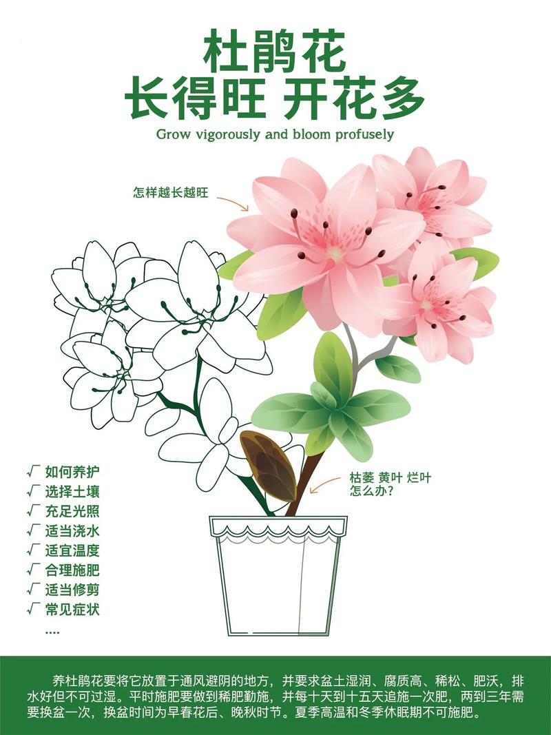 杜鹃花夏季养护全攻略：避暑保叶、预防病害，让植株安全度夏