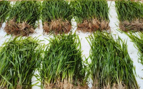 四季苦草采购渠道与种植管理全指南