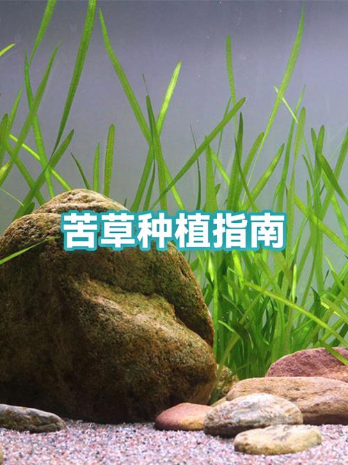 四季苦草采购渠道与种植管理全指南 第四步:售后补苗政策与书面约定