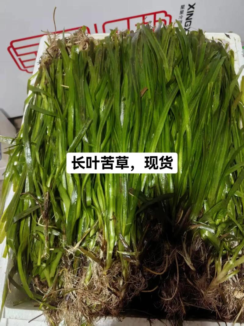 四季苦草采购渠道与种植管理全指南 第三步:根系健康与运输方案评估