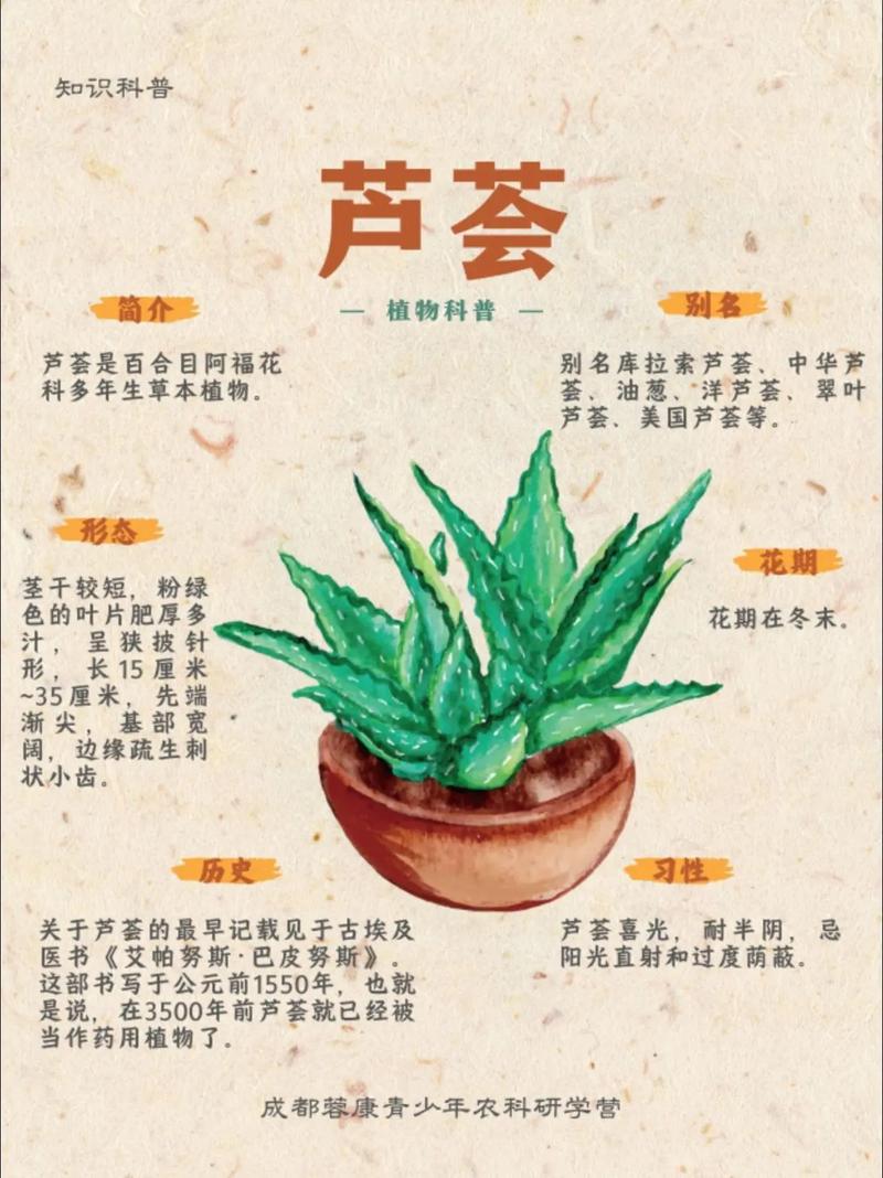 芦荟苗多少钱?2025年最新价格参考与定价因素解析 季节:春秋旺季价格上浮