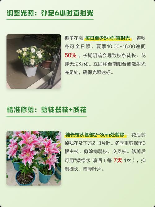 为什么我种的栀子花不开花?常见原因与解决方法 不开花/花芽分化异常的其他原因