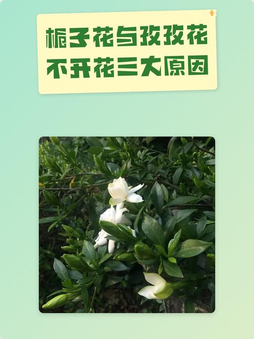 为什么我种的栀子花不开花?常见原因与解决方法 总结