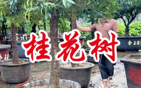 桂花一般多少钱一斤？2025年干桂花价格参考与影响因素分析